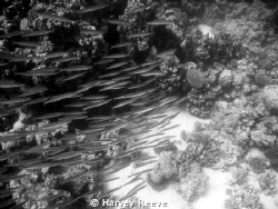 Baby barracuda. first time experimenting with black n white by Harvey Reeve 